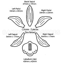 JEM Cutters Medium Cymbidium Orchid Cutters 8pcs