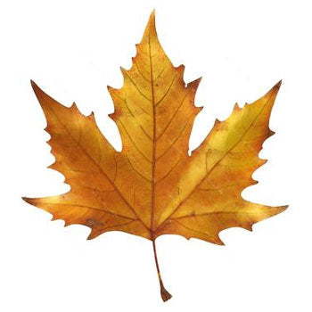 Maple Natural Flavouring 50ml