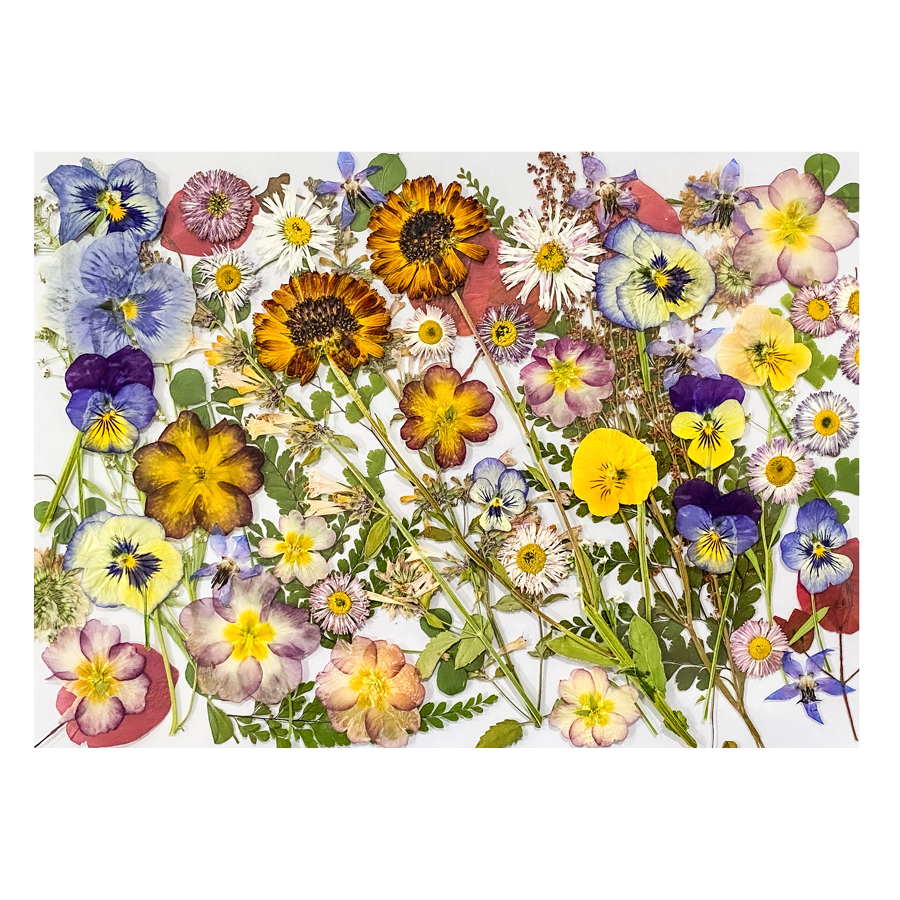 Dried Edible Pressed Flower A5 Card