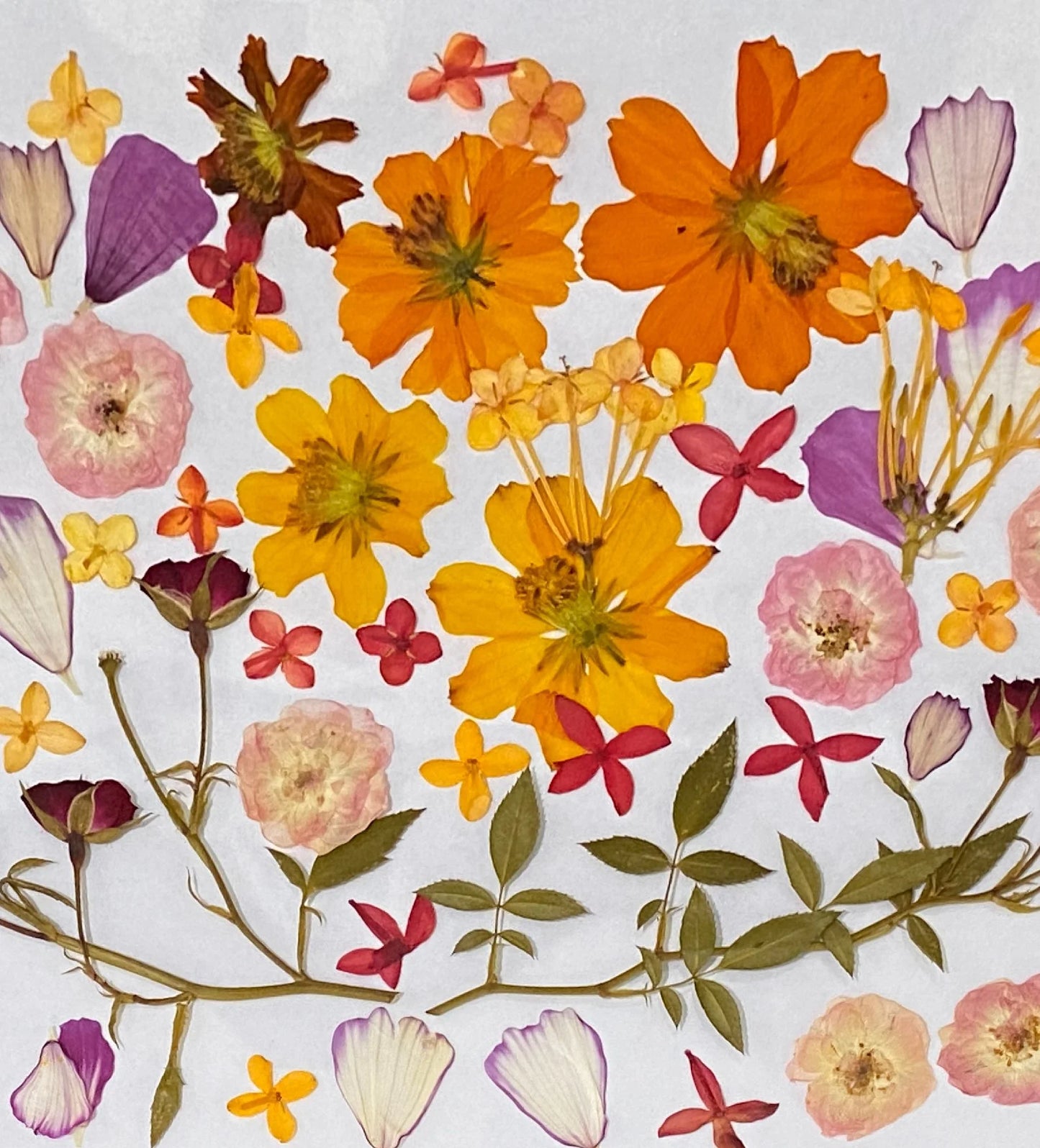 Dried Edible Pressed Flower A5 Card - Cookie Cupcake Mix