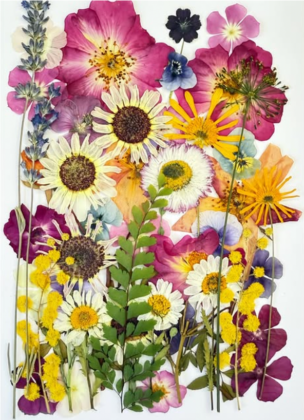 Dried Edible Pressed Flower A5 Card