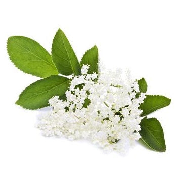 Elderflower Natural Flavouring 50ml
