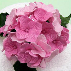JEM Cutters Hydrangea Cutters 4pcs