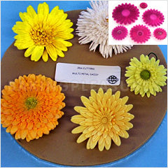 JEM Cutters Multi Petal Daisy Cutters 6pcs