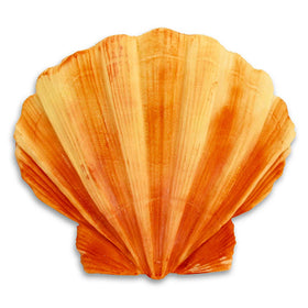 Katy Sue Clam Shell Silicone Mould QFS