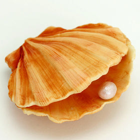 Katy Sue Clam Shell Silicone Mould QFS