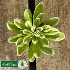 Katy Sue Flower Pro Ultimate Succulents Silicone Mould
