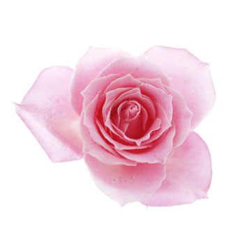 Rose Natural Flavouring 50ml